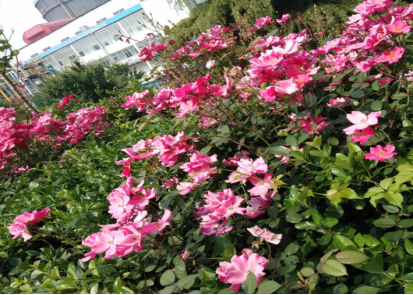 1621589244674052231.png image.png